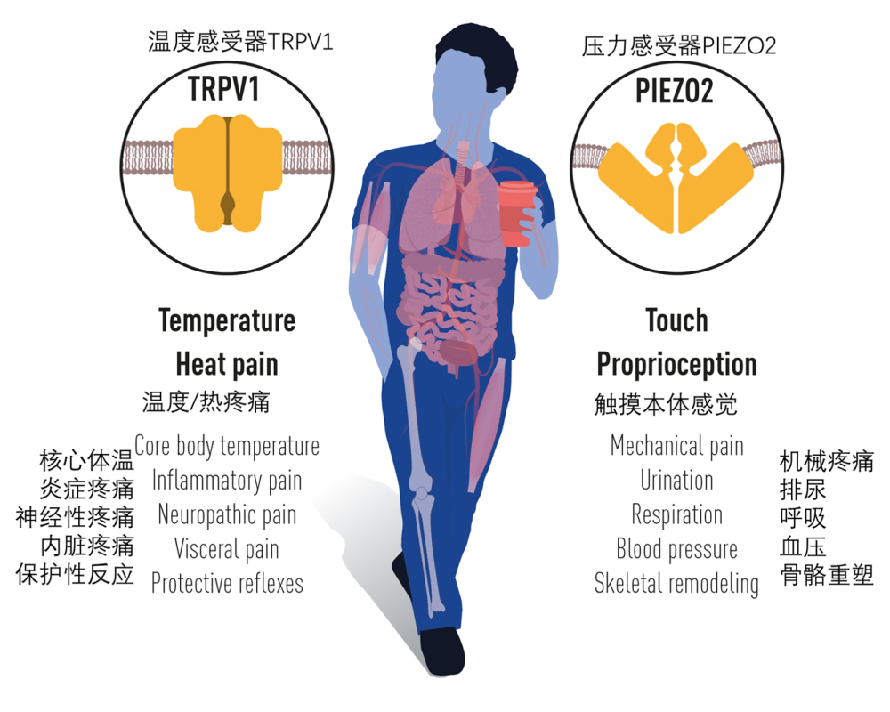 终于搞懂今年诺贝尔生理学奖到底是啥了